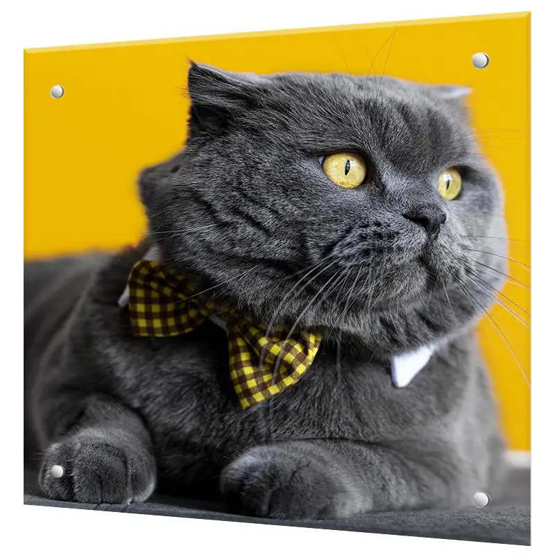 Изображение товара Защитный экран Borntoprint Серый кот из закаленного стекла 60x60 см