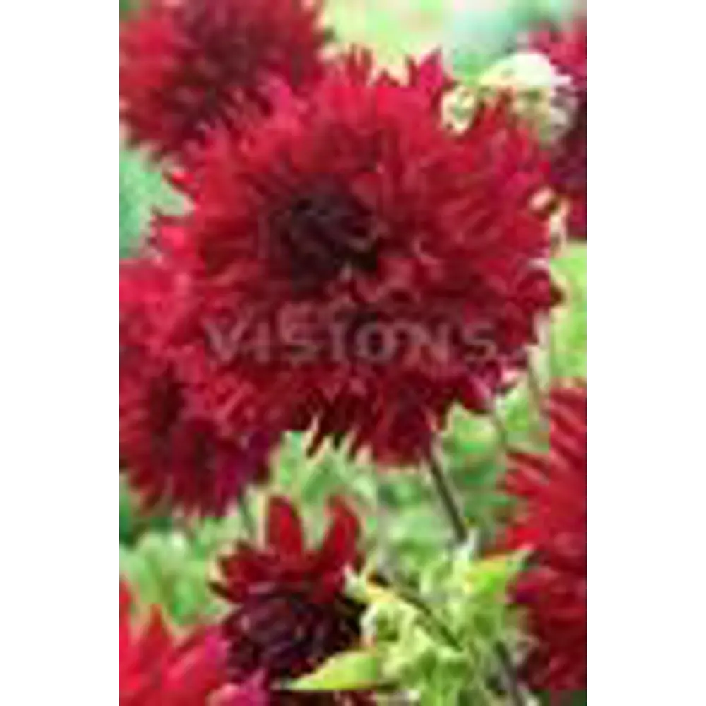 Фото Георгина «Раффл Паарс I» Фото Георгина «Раффл Паарс I»