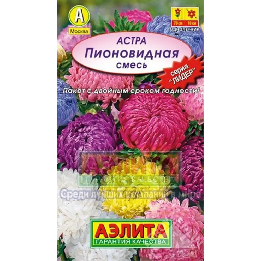 Фото Астра Пионовидная, смесь Фото Астра Пионовидная, смесь
