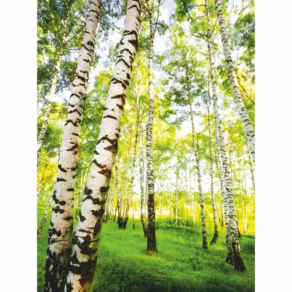 Фото Фотообои бумажные В березках 140x200 см Фото Фотообои бумажные В березках 140x200 см