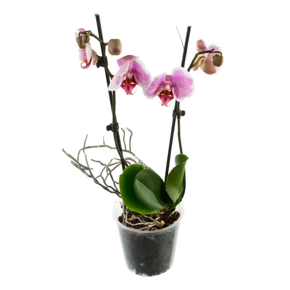 Фото Орхидея Фаленопсис микс 1 стебель ø12 h45 см Фото Орхидея Фаленопсис микс 1 стебель ø12 h45 см
