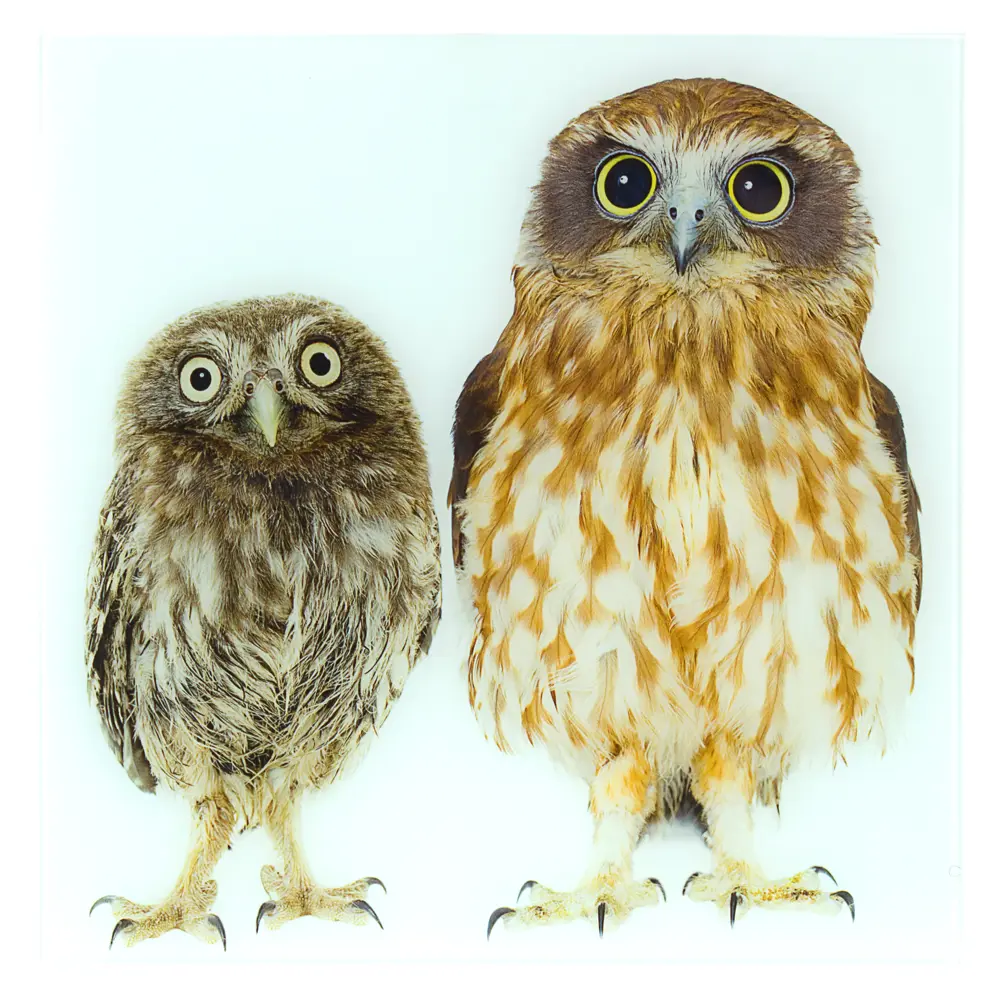 Фото Постер на стекле 40х40 см «Забавные друзья» Фото Постер на стекле 40х40 см «Забавные друзья»