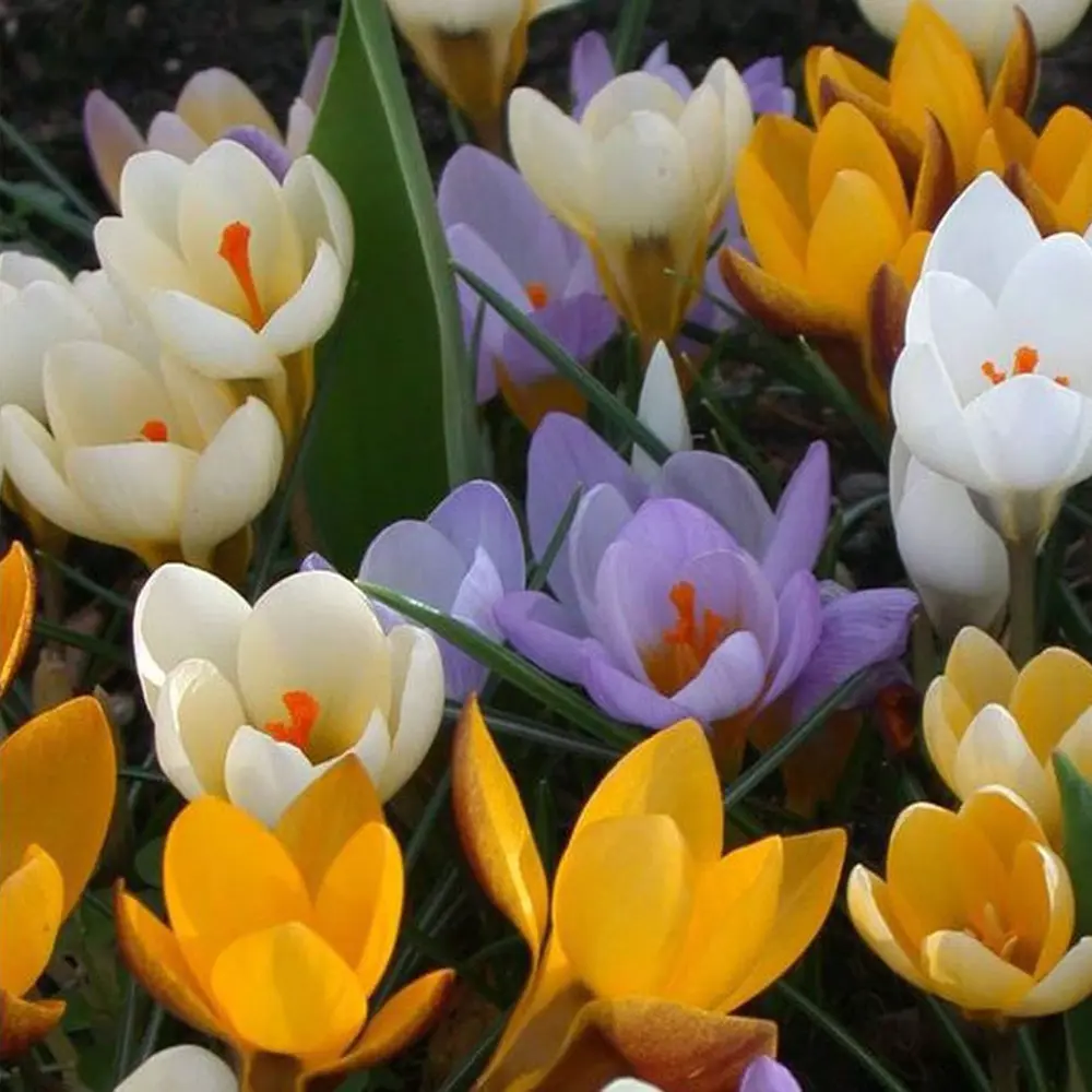 Фото Крокус Geolia «Mixed-Specie» Фото Крокус Geolia «Mixed-Specie»