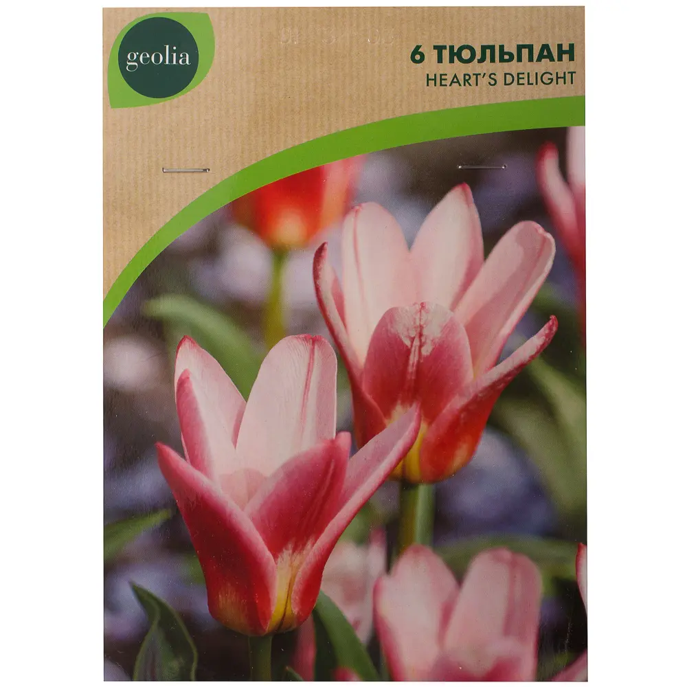 Фото 2 Тюльпан Heart's Delight GEOLIA 11/12 Фото 2 Тюльпан Heart's Delight GEOLIA 11/12