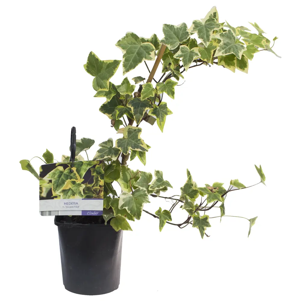 Фото Плющ обыкновенный Голдчайлд Фото Плющ обыкновенный Голдчайлд