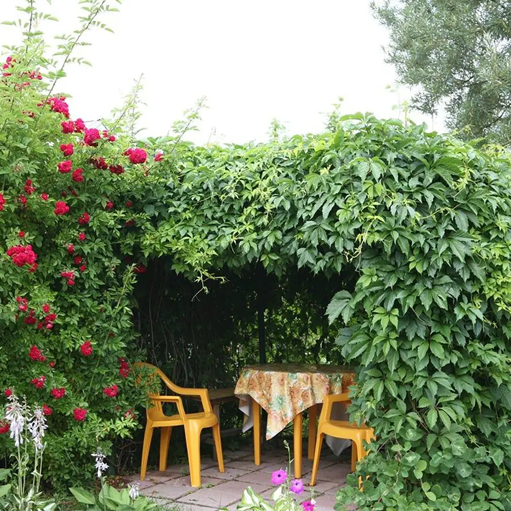 Фото Растения плетистые, в ассортименте, 1,5 л