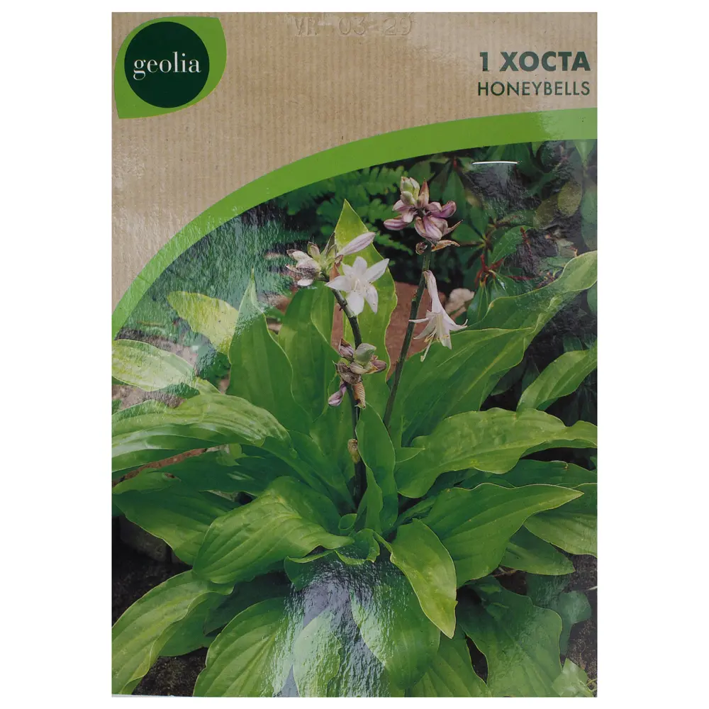 Фото Хоста Geolia «Honeybells» Фото Хоста Geolia «Honeybells»