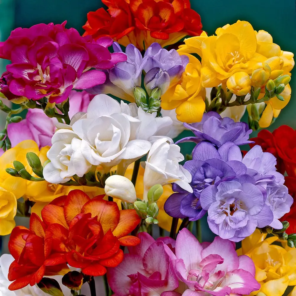 Фото Фрезия «Double Mixed» Фото Фрезия «Double Mixed»