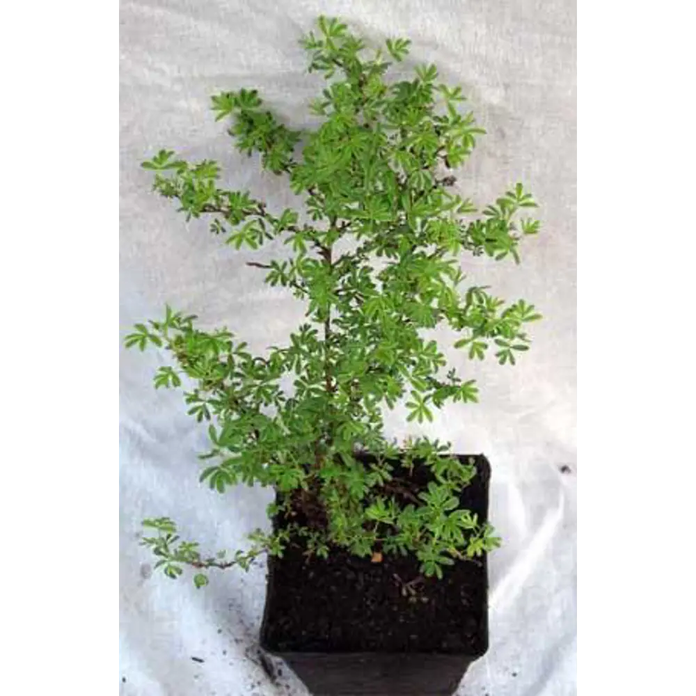 Фото Лапчатка, 12х20 см Фото Лапчатка, 12х20 см