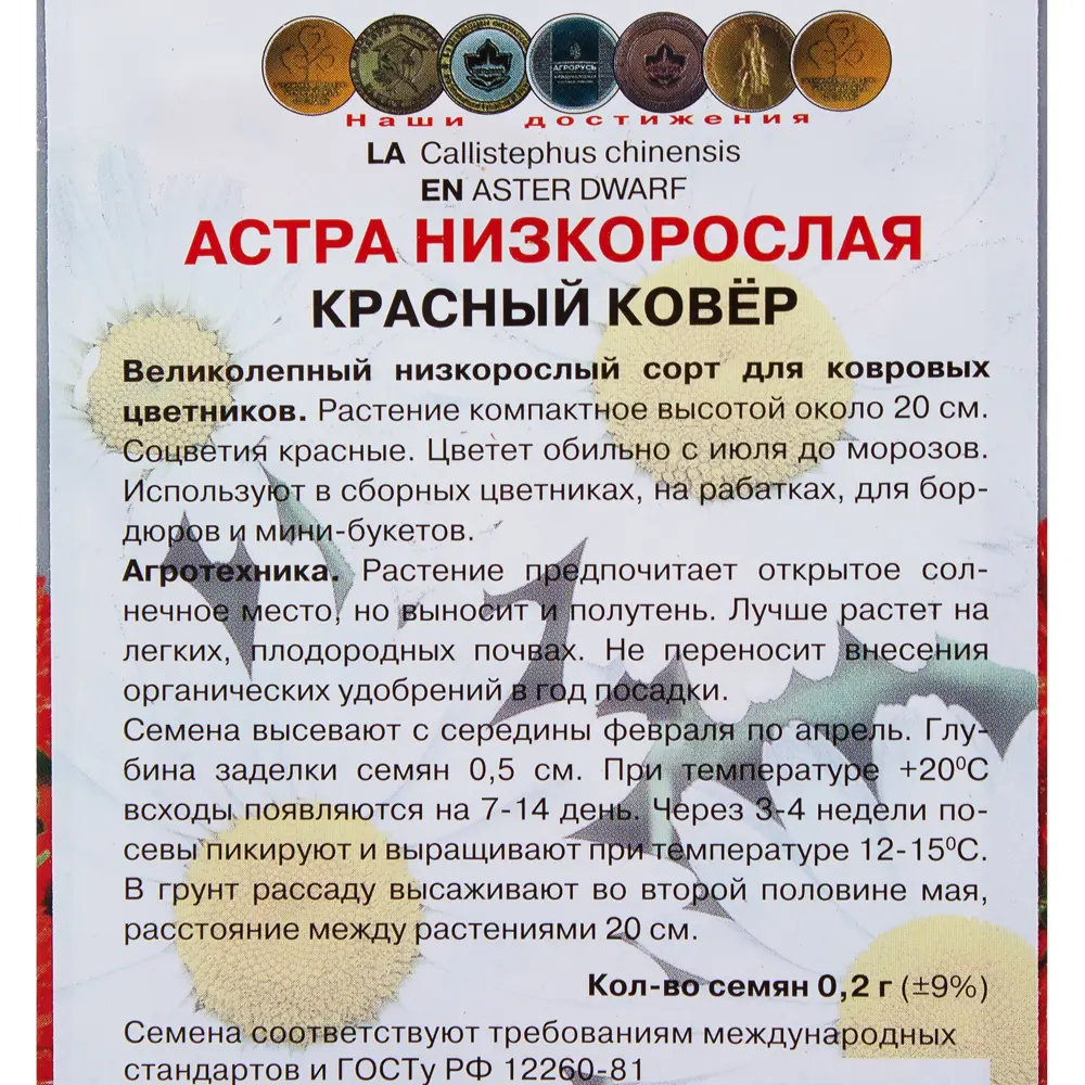 Фото 3 Астра низкорослая «Красный ковёр» Фото 3 Астра низкорослая «Красный ковёр»