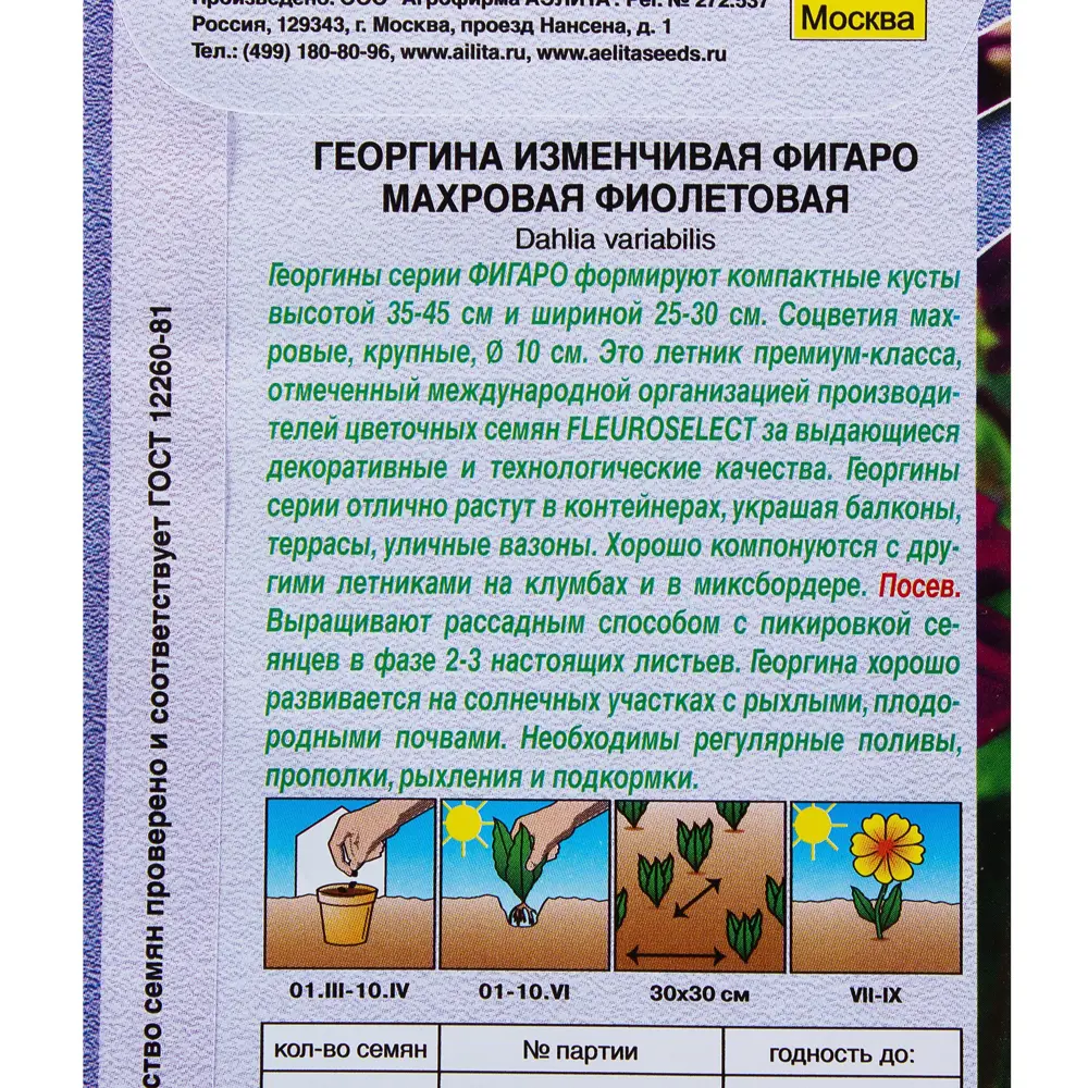 Фото 3 Георгина махровая фиолетовая «Фигаро» Фото 3 Георгина махровая фиолетовая «Фигаро»