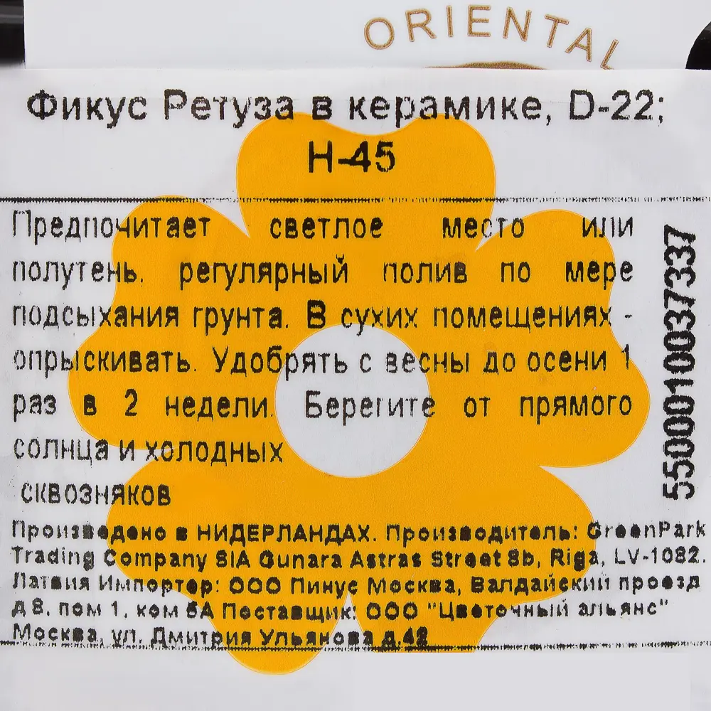 Фото 3 Фикус Ретуза в керамике 22x45 см Фото 3 Фикус Ретуза в керамике 22x45 см