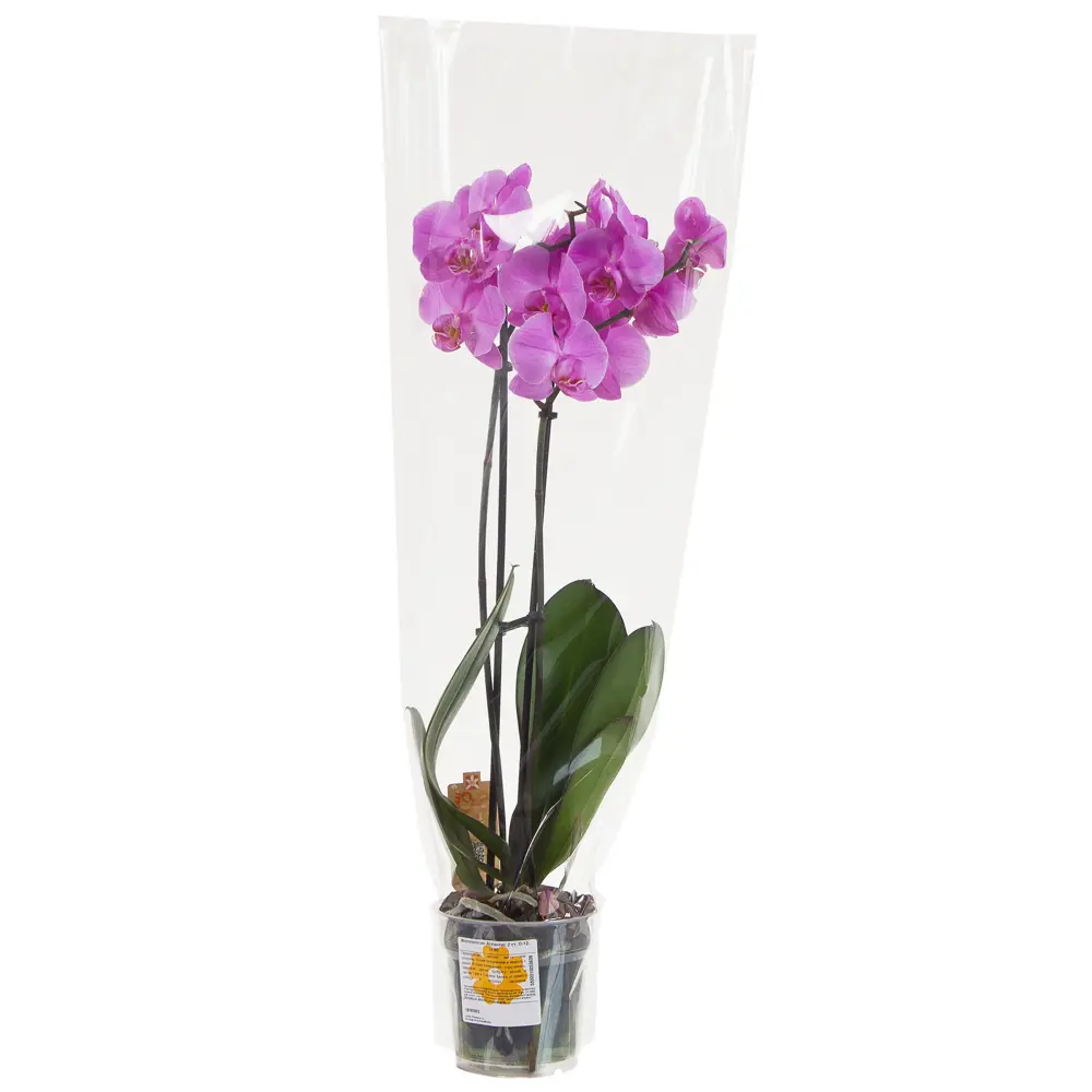Фото 3 Орхидея Фаленопсис Атлантис 2 стебля ø12 h60 см Фото 3 Орхидея Фаленопсис Атлантис 2 стебля ø12 h60 см