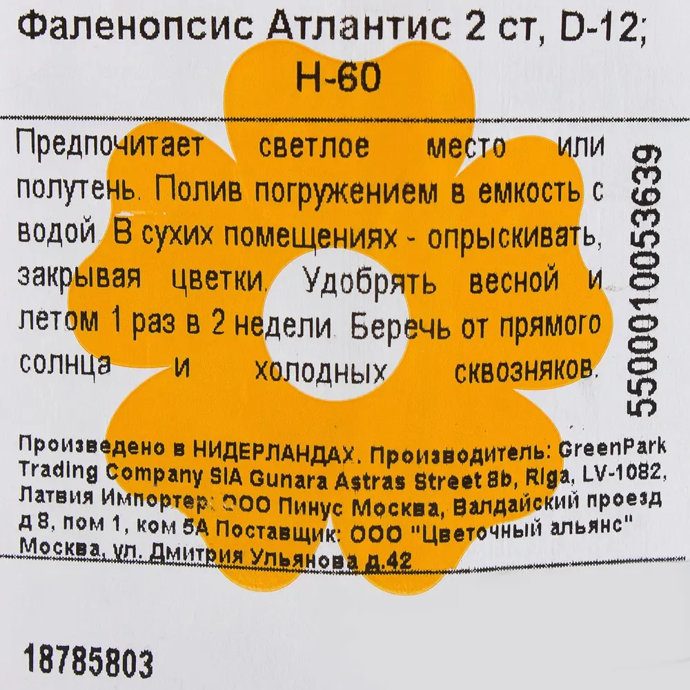 Фото 4 Орхидея Фаленопсис Атлантис 2 стебля ø12 h60 см Фото 4 Орхидея Фаленопсис Атлантис 2 стебля ø12 h60 см