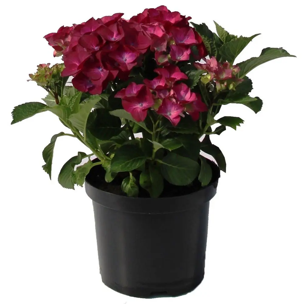 Фото Гортензия крупноцветковая Лёйхтфоер 19х30-40 см Фото Гортензия крупноцветковая Лёйхтфоер 19х30-40 см