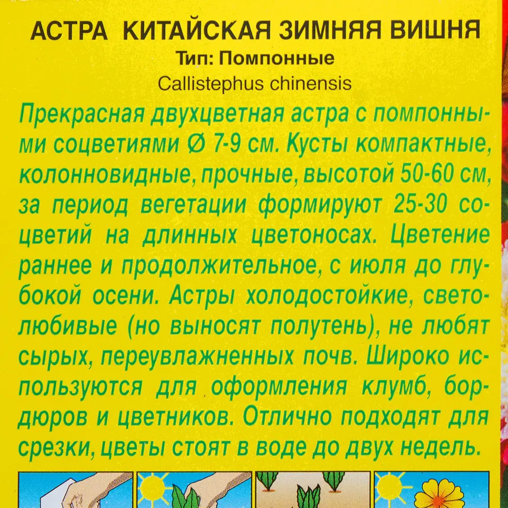 Фото 3 Астра помонная «Зимняя вишня» 0.2 г Фото 3 Астра помонная «Зимняя вишня» 0.2 г