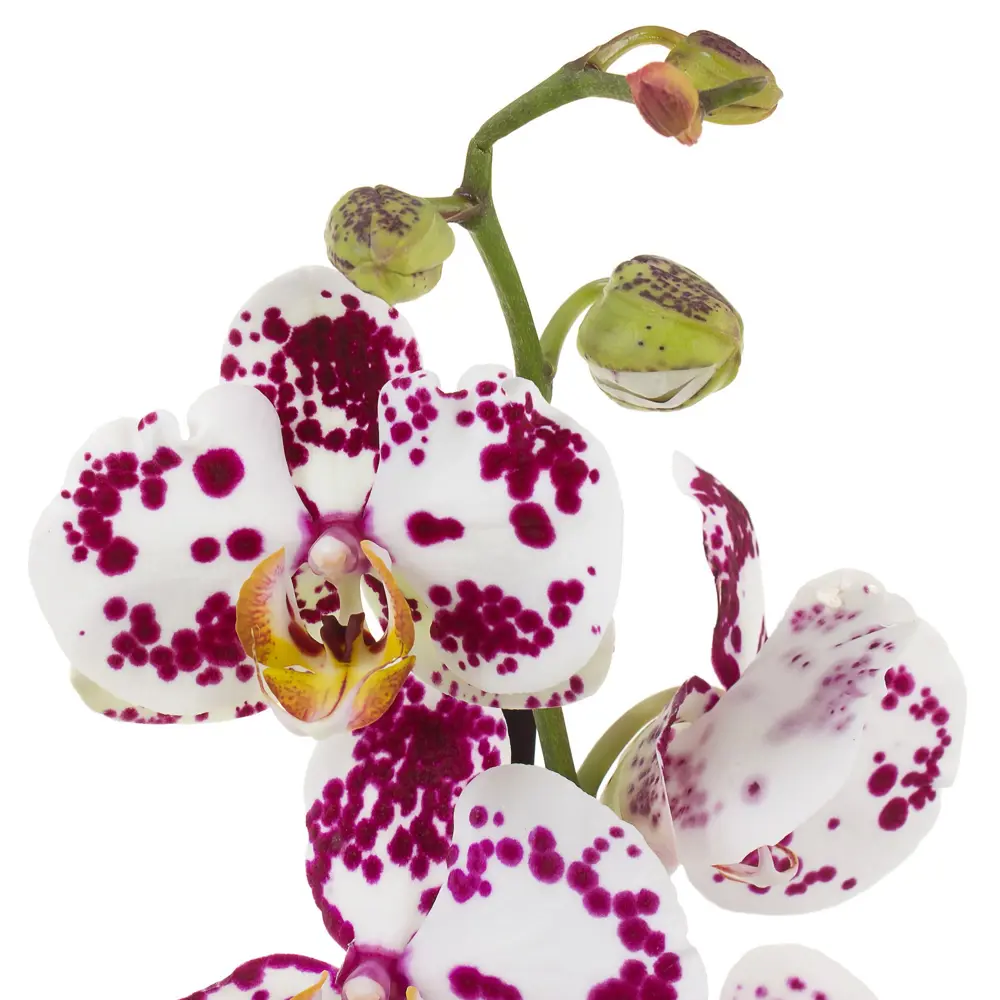 Фото 2 Орхидея Фаленопсис сортовой 2 ствола N18 ø12 h70 см Фото 2 Орхидея Фаленопсис сортовой 2 ствола N18 ø12 h70 см