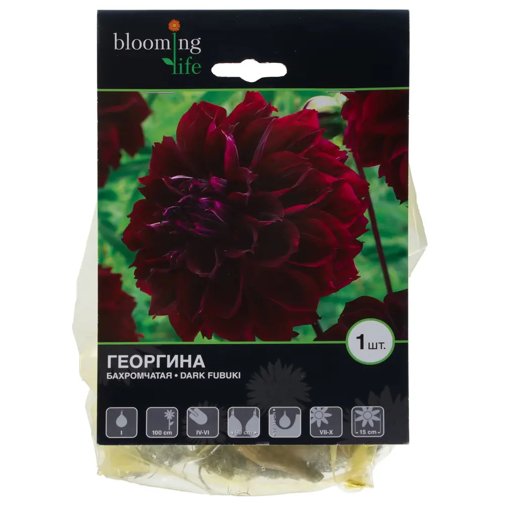 Фото Георгина «Дарк Фубуки I» Фото Георгина «Дарк Фубуки I»