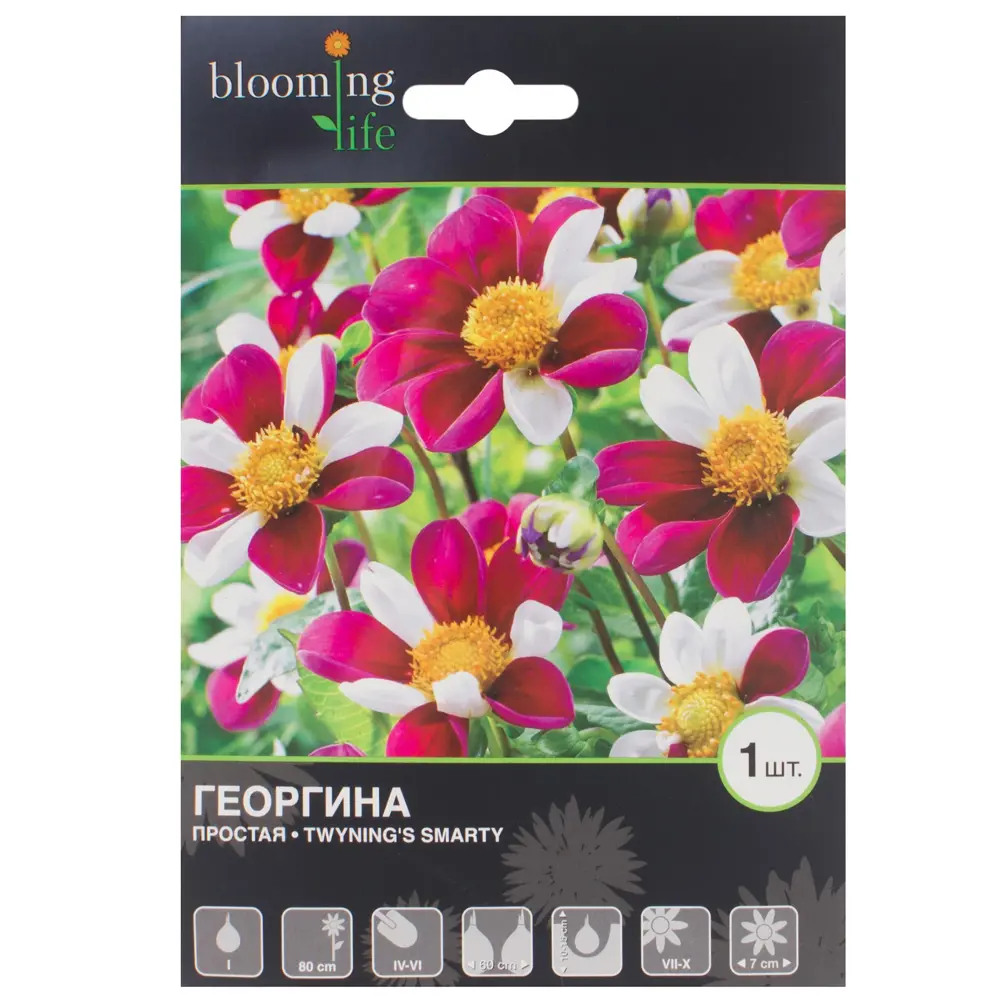 Фото Георгина Смарти I, 1 шт Фото Георгина Смарти I, 1 шт