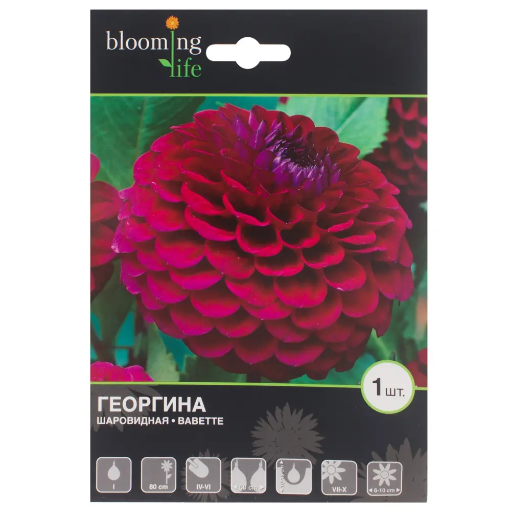 Фото Георгина «Бабетта I» Фото Георгина «Бабетта I»