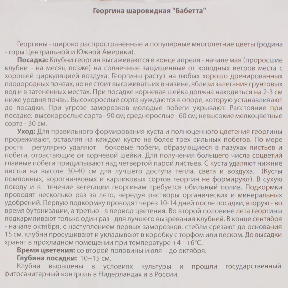 Фото 3 Георгина «Бабетта I» Фото 3 Георгина «Бабетта I»