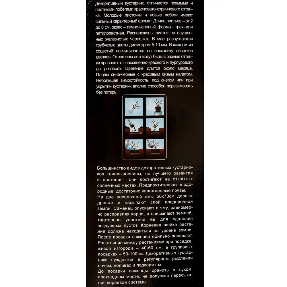 Фото 3 Смородина красная «Король Эдвард VII» (в тубе)