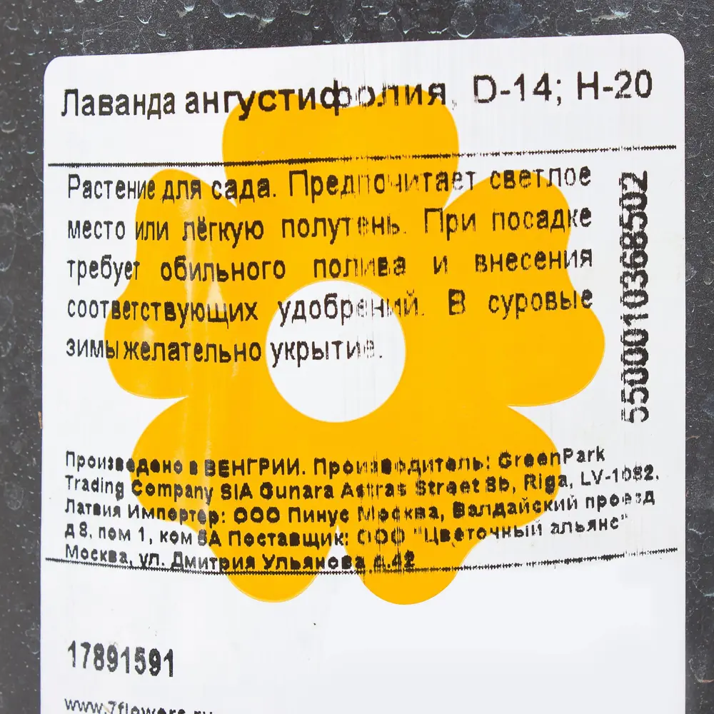 Фото 3 Лаванда «Ангустифолия» Италия Фото 3 Лаванда «Ангустифолия» Италия
