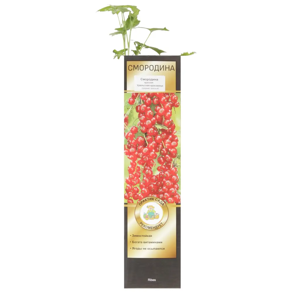 Фото Смородина красная «Уральская Красавица» Фото Смородина красная «Уральская Красавица»