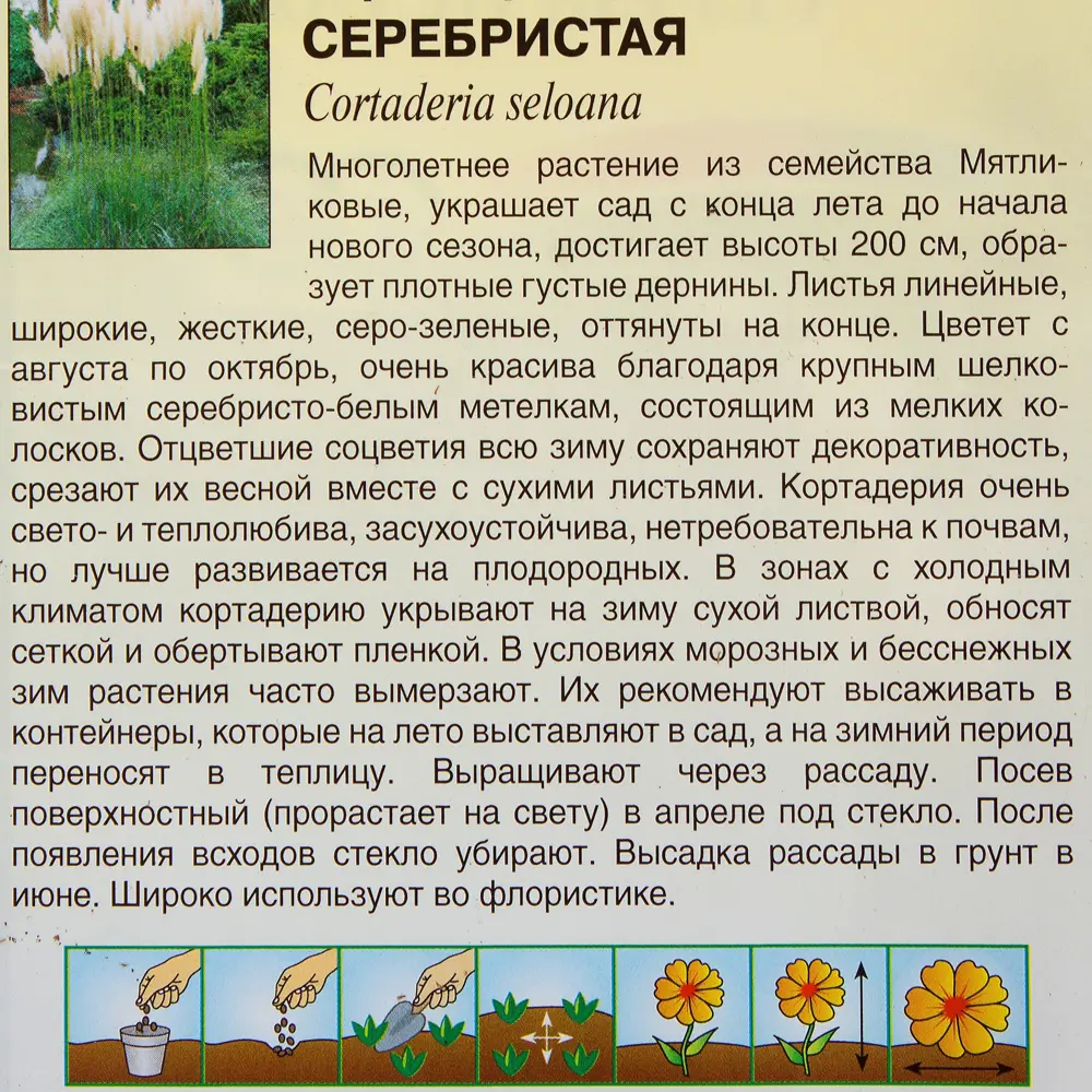 Фото 3 Кортадерия серебристая 0.01 г Фото 3 Кортадерия серебристая 0.01 г