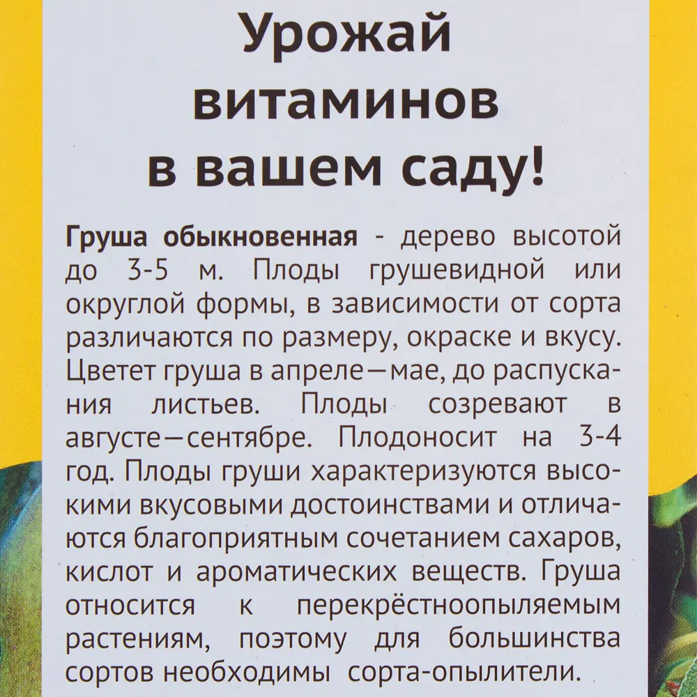 Фото 3 Груша «Скороспелка из Мичуринска» Фото 3 Груша «Скороспелка из Мичуринска»