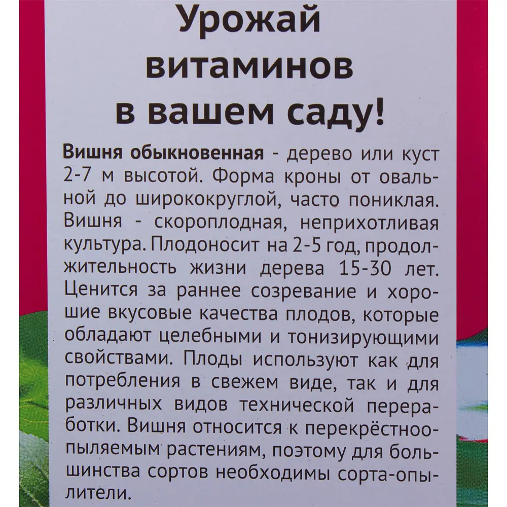 Фото 3 Вишня «Причуда» Фото 3 Вишня «Причуда»