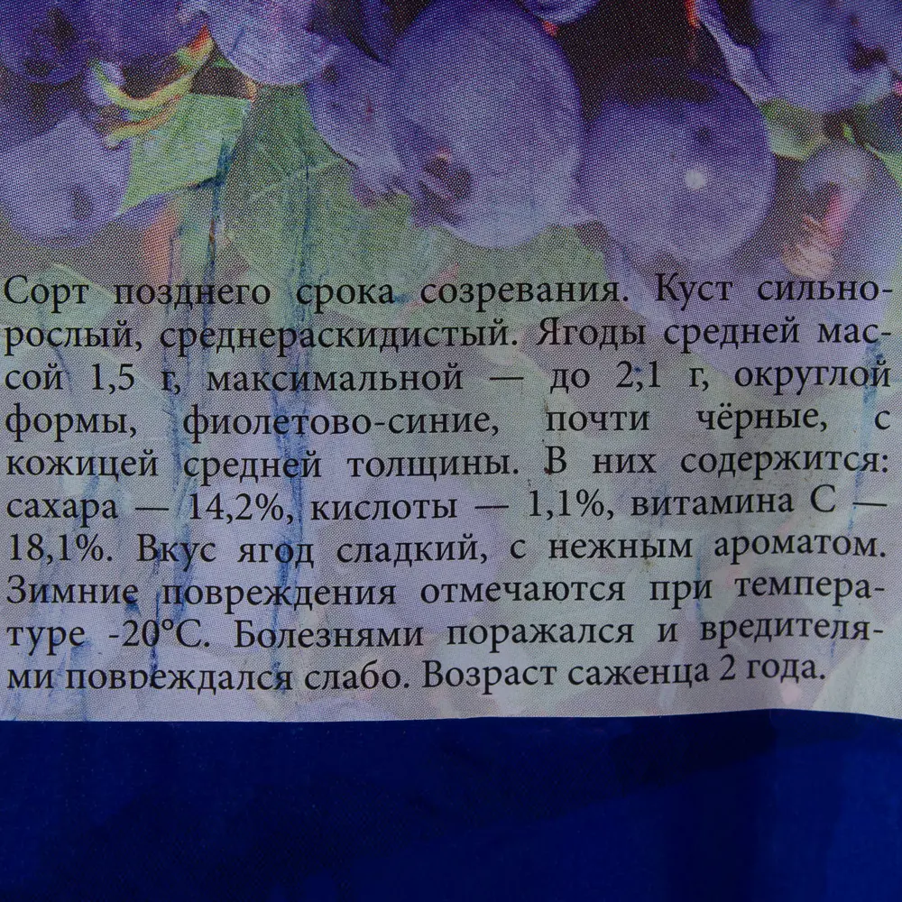 Фото 2 Голубика «Либерти» (2 года)