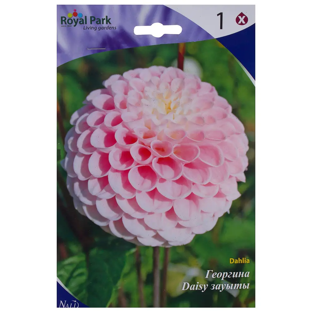 Фото Георгина «Визард оф Оз» 1/16 (W.OF OZ)