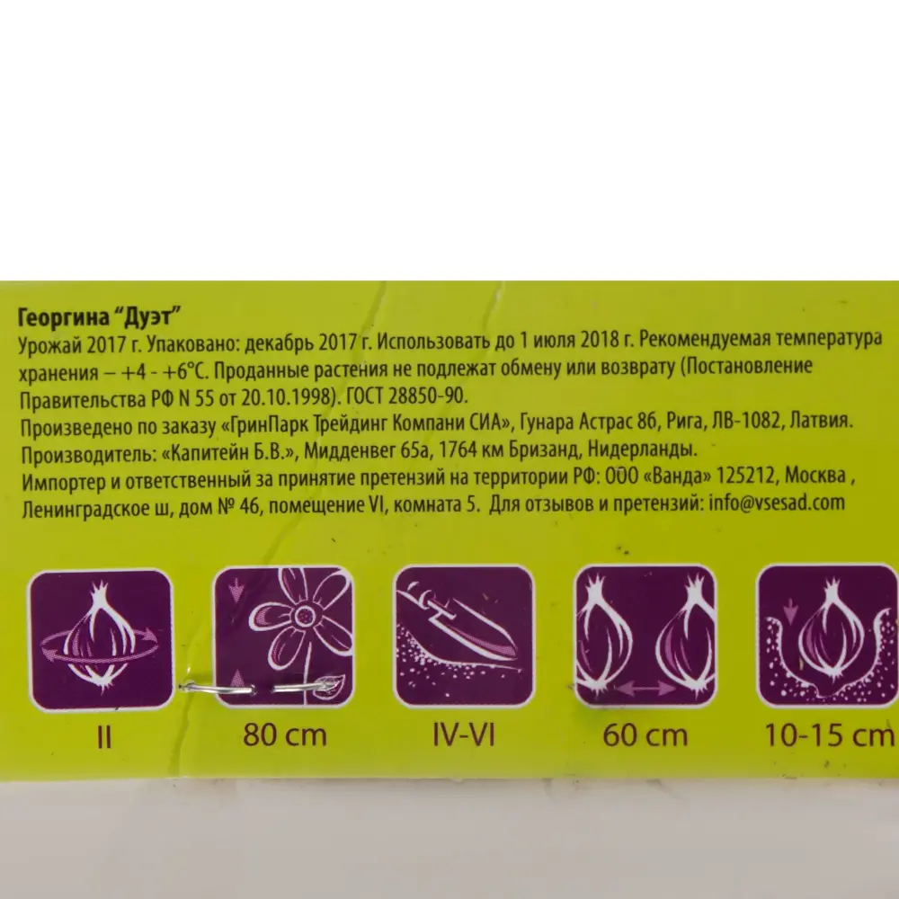 Фото 3 Георгина декоративная Дуэт II, 1 шт