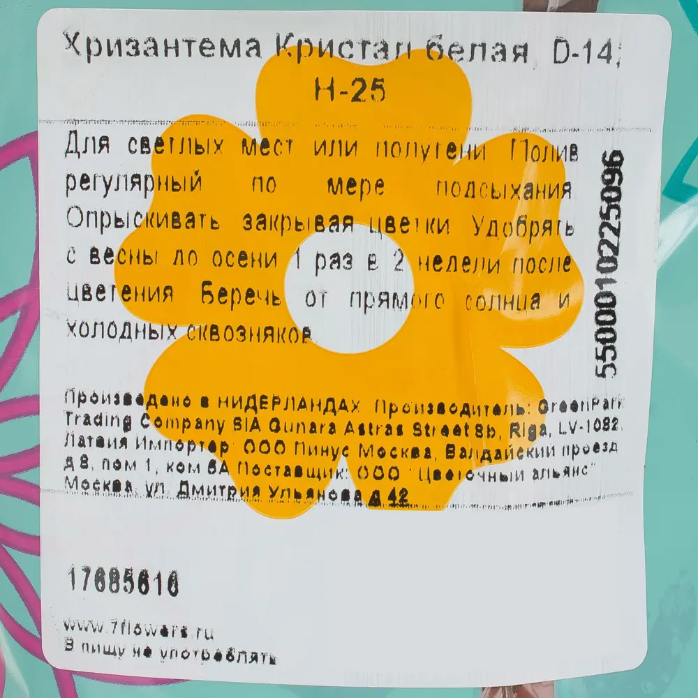 Фото 4 Хризантема «Кристалл» цвет белый Фото 4 Хризантема «Кристалл» цвет белый