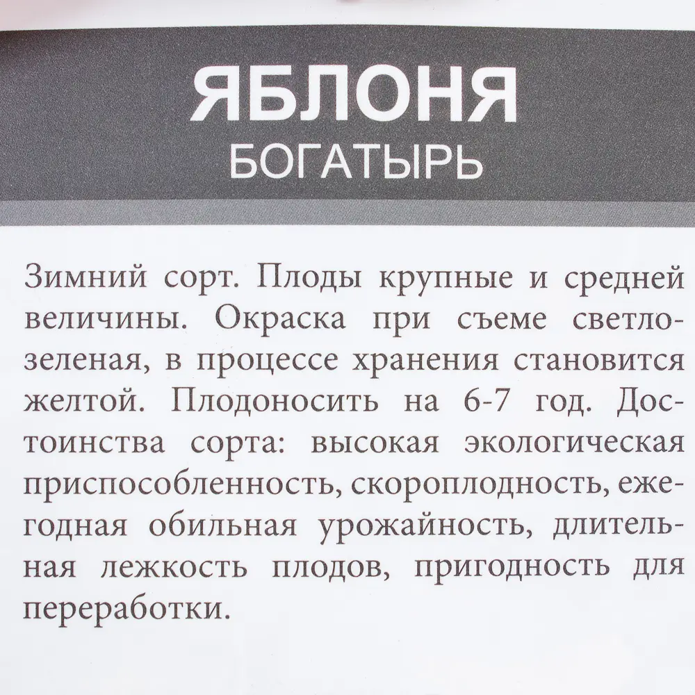 Фото 3 Яблоня Богатырь 1-2 года Фото 3 Яблоня Богатырь 1-2 года