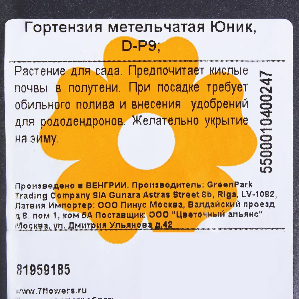Фото 2 Гортензия метельчатая «Юник» Р9 Фото 2 Гортензия метельчатая «Юник» Р9