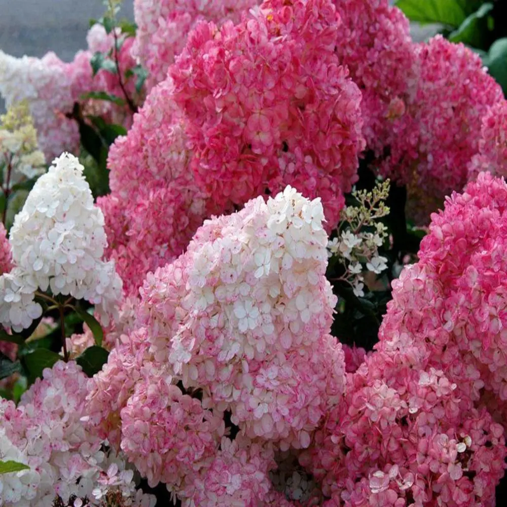 Фото Гортензия метельчатая Ванилла Фрэз P9 Фото Гортензия метельчатая Ванилла Фрэз P9