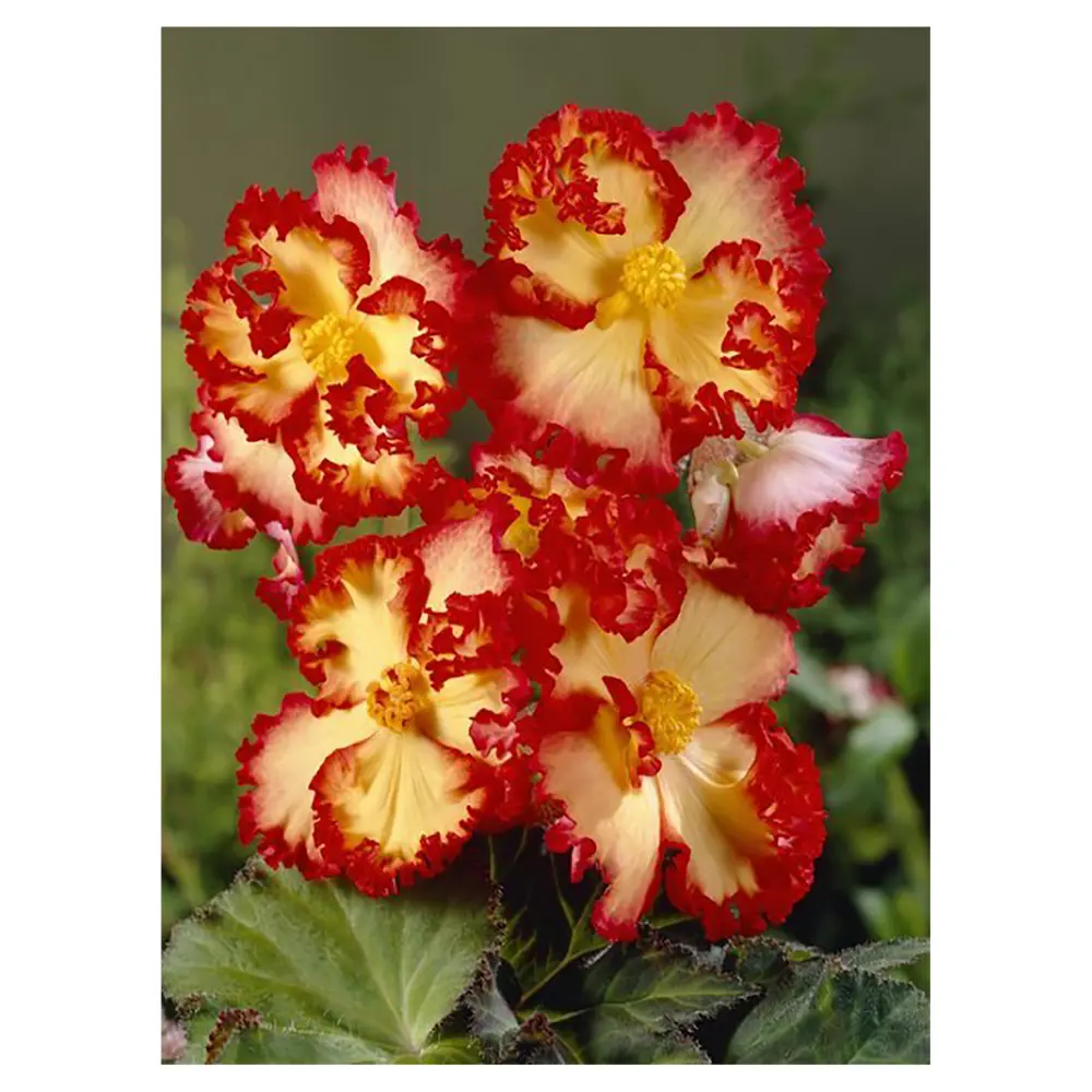 Фото Бегония «marg. Yellow/Red», 4х5 см Фото Бегония «marg. Yellow/Red», 4х5 см