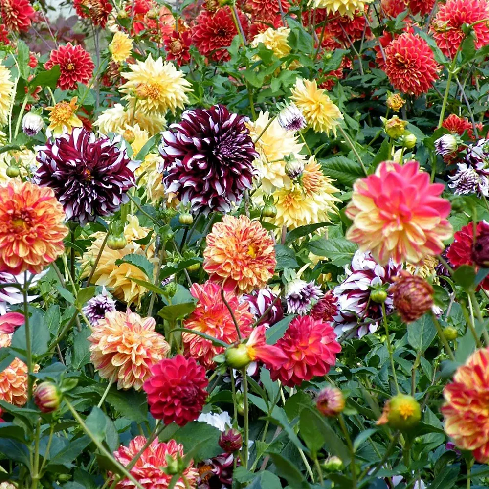 Фото Георгина помпонная микс (I) Фото Георгина помпонная микс (I)