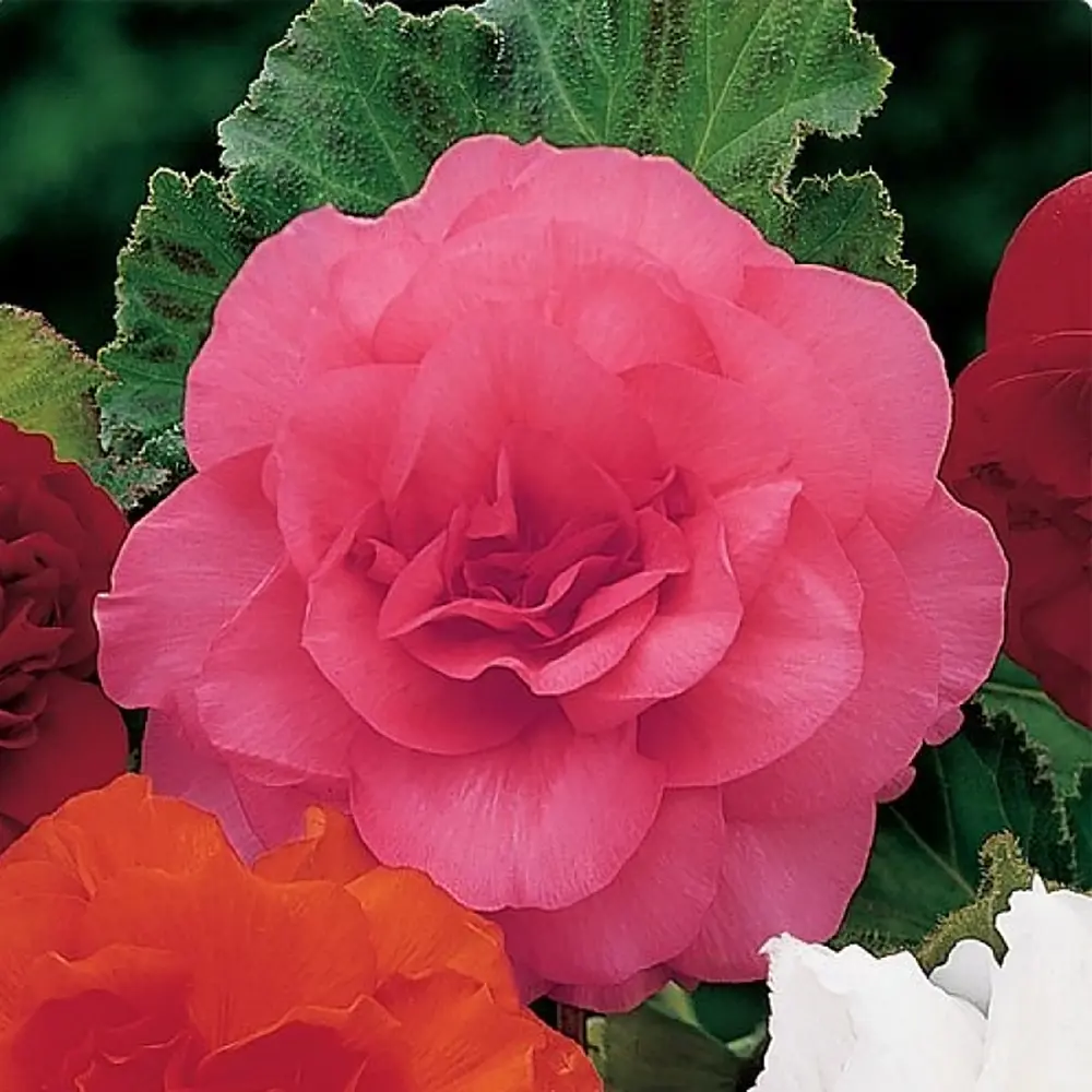 Фото Бегония «double Pink», 4х5 см Фото Бегония «double Pink», 4х5 см