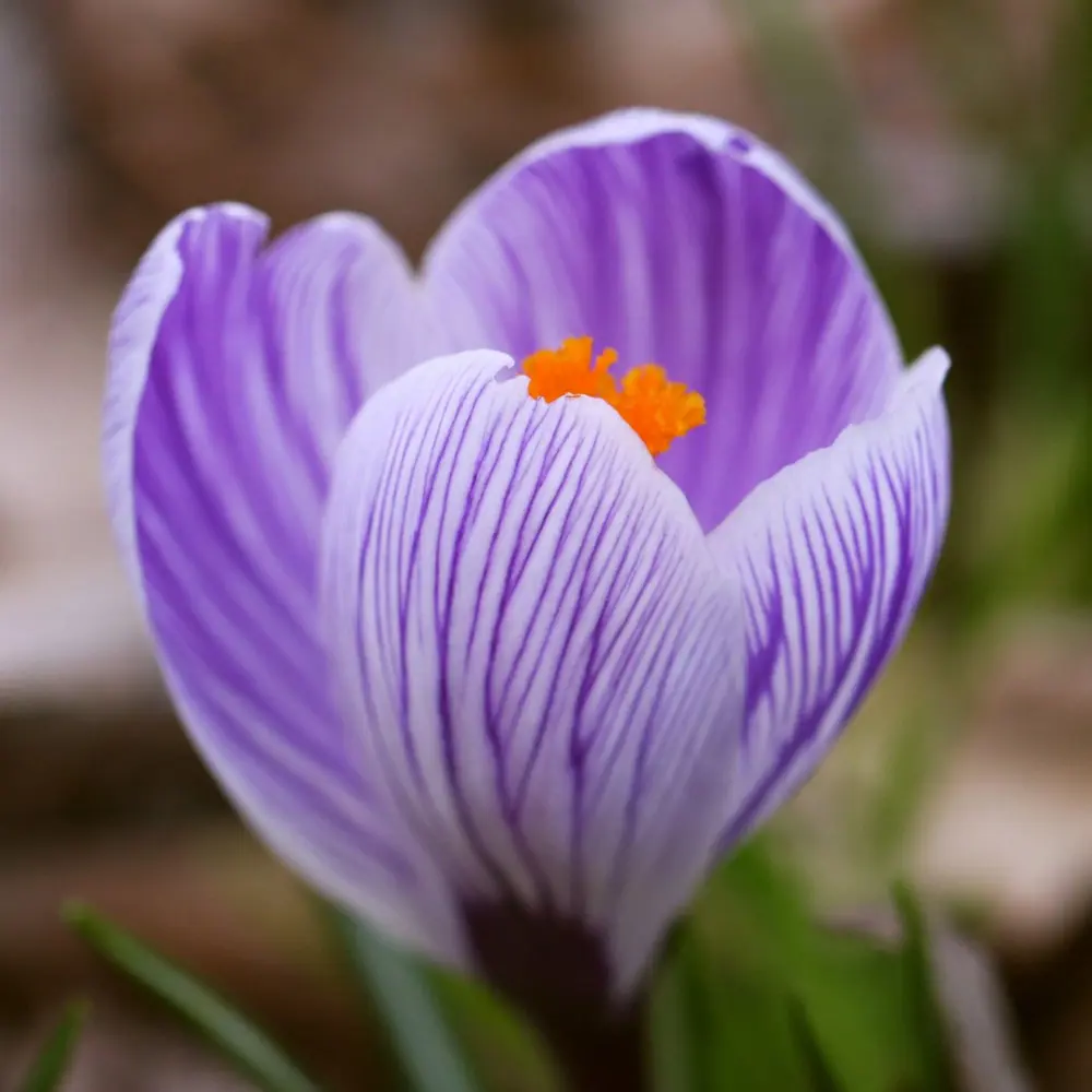 Фото Крокус Geolia «Striped Beauty»