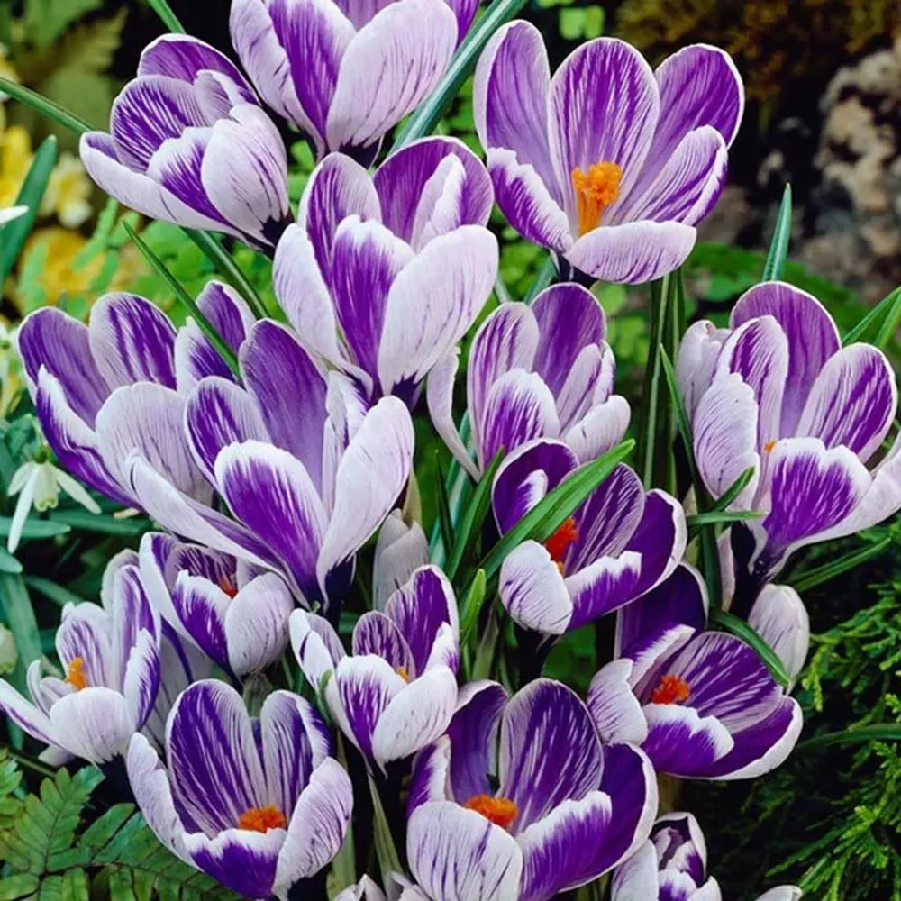 Фото Крокус Geolia «King of Striped» Фото Крокус Geolia «King of Striped»