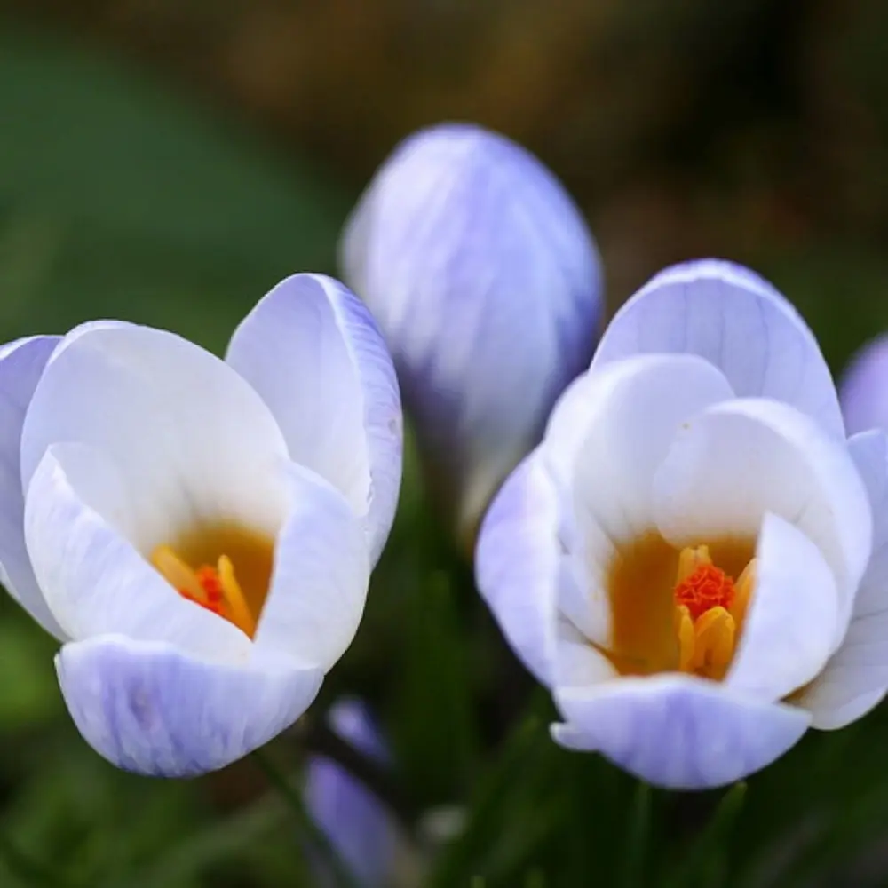 Фото Крокус Geolia «Blue Pearl»