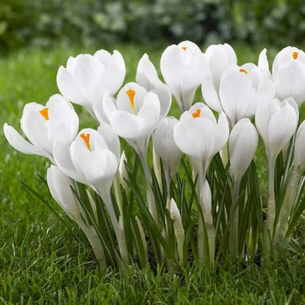 Фото Крокус Geolia «Jeanne d'Arc» Фото Крокус Geolia «Jeanne d'Arc»