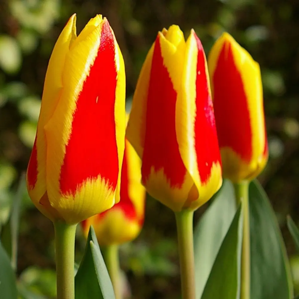 Фото Тюльпан Geolia «Stresa» Фото Тюльпан Geolia «Stresa»