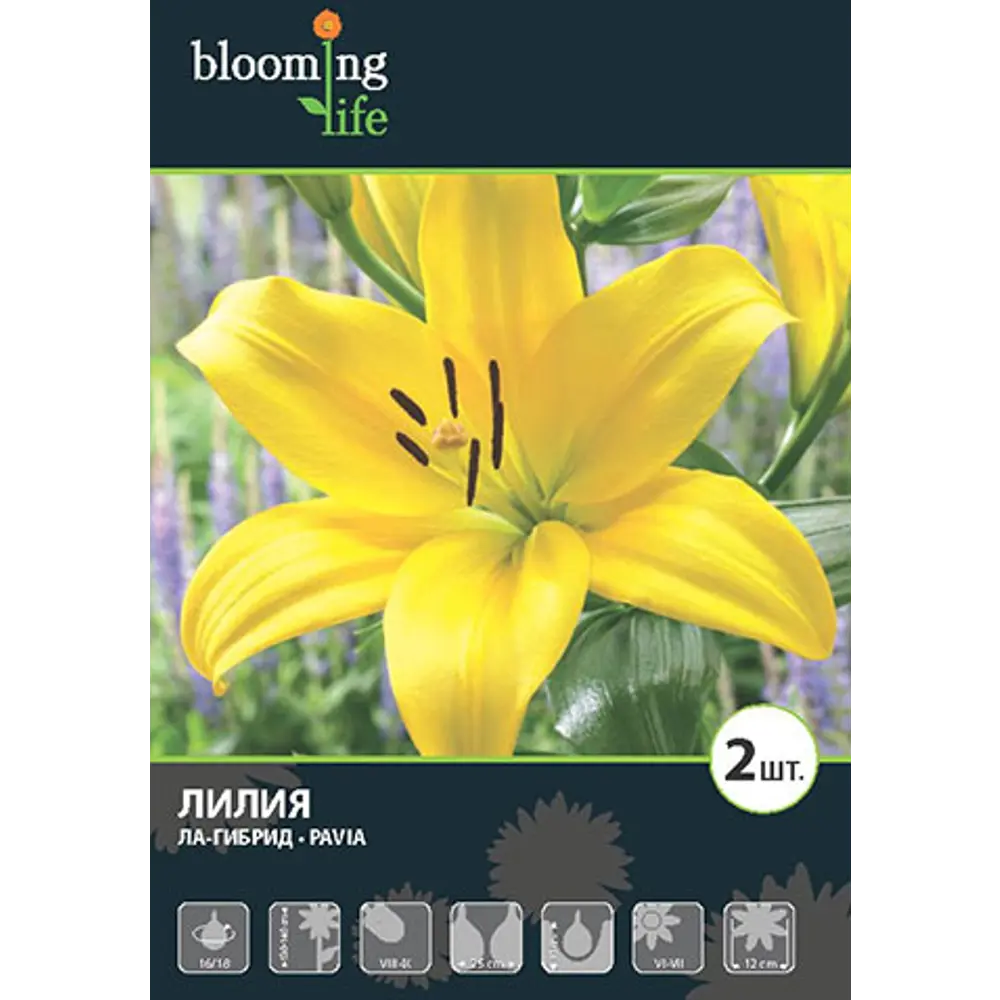 Фото Лилия «Павия» Фото Лилия «Павия»