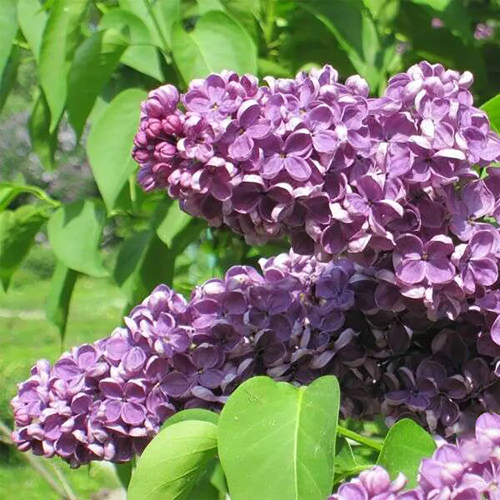 Фото Сирень обыкновенная Аметист II P9 Фото Сирень обыкновенная Аметист II P9