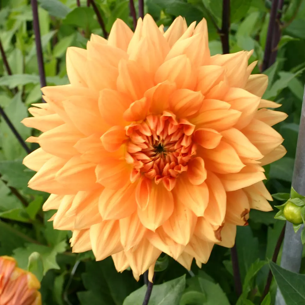 Фото Георгина Нордвайкс Глори I (1/16)