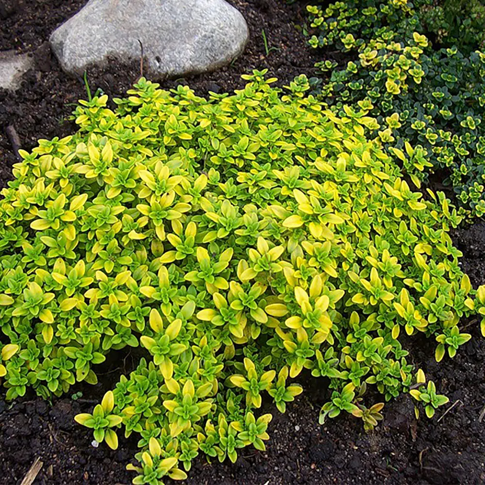 Фото Тимьян лимоннопахнущий «Ауреус»